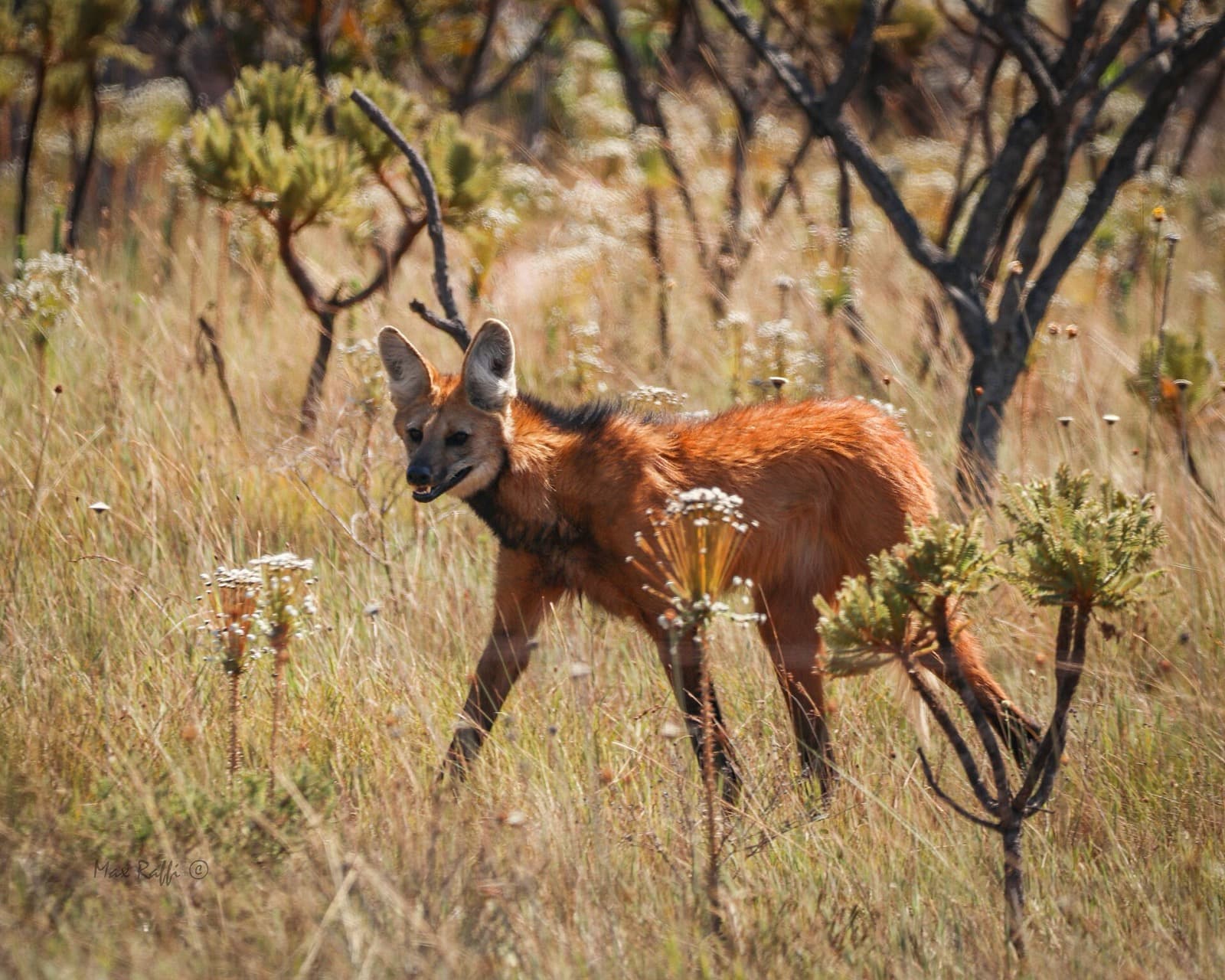 Maned wolf standing in tall grassland