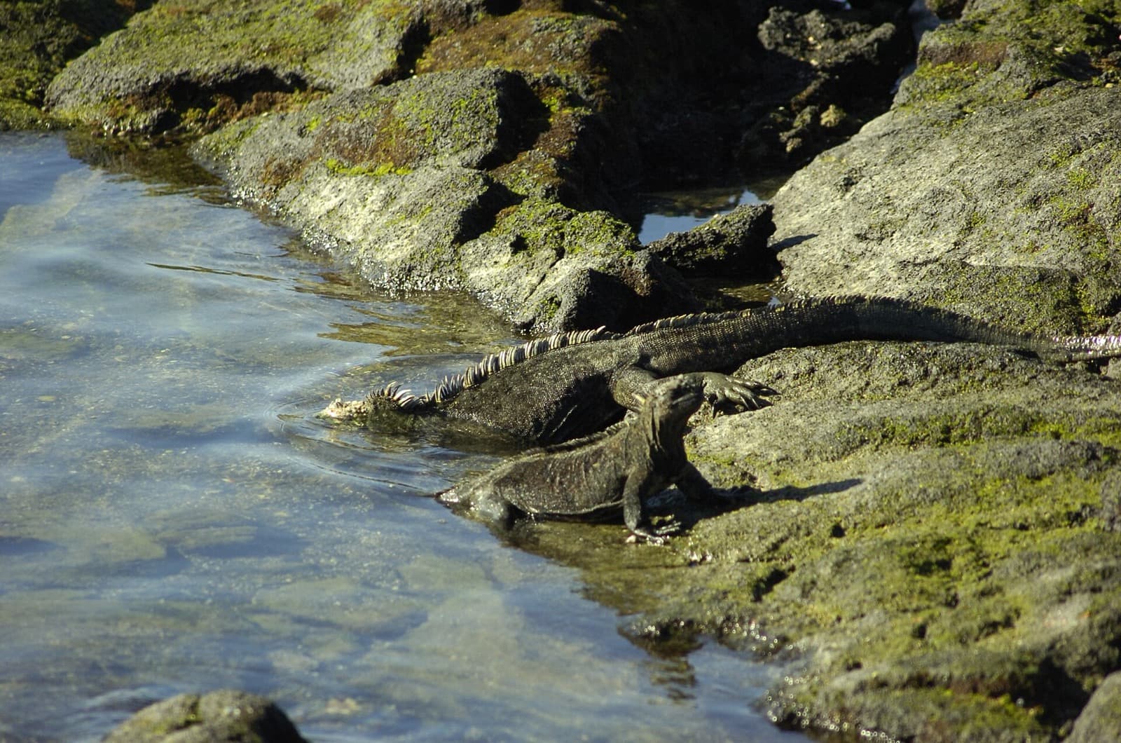 Marine iguanas resting at the water's edge on volcanic rock
