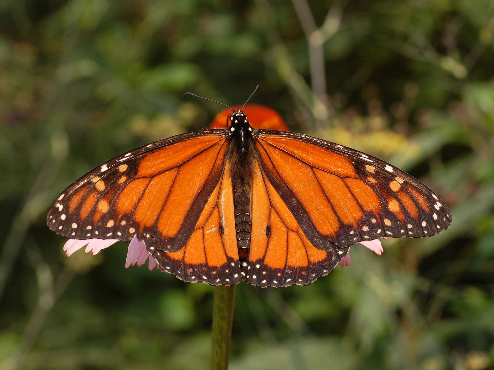 Monarch butterfly on a flower