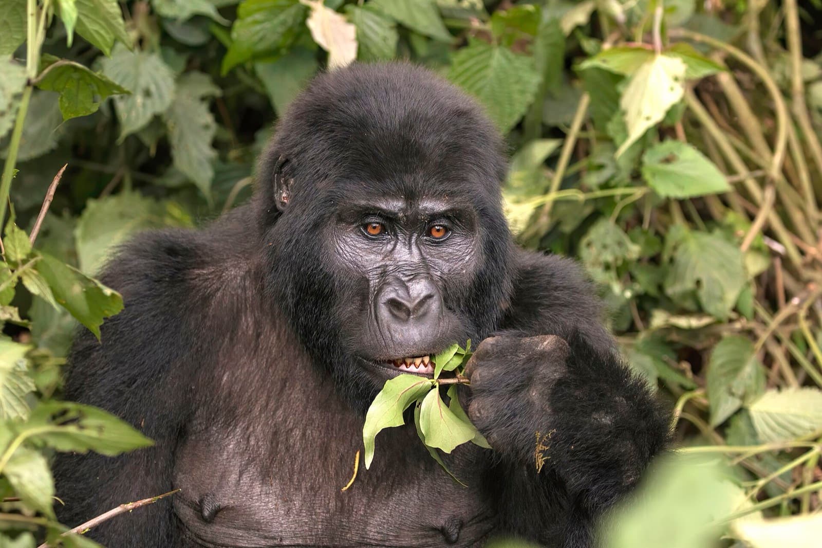 Mountain Gorilla feeding on vegetation