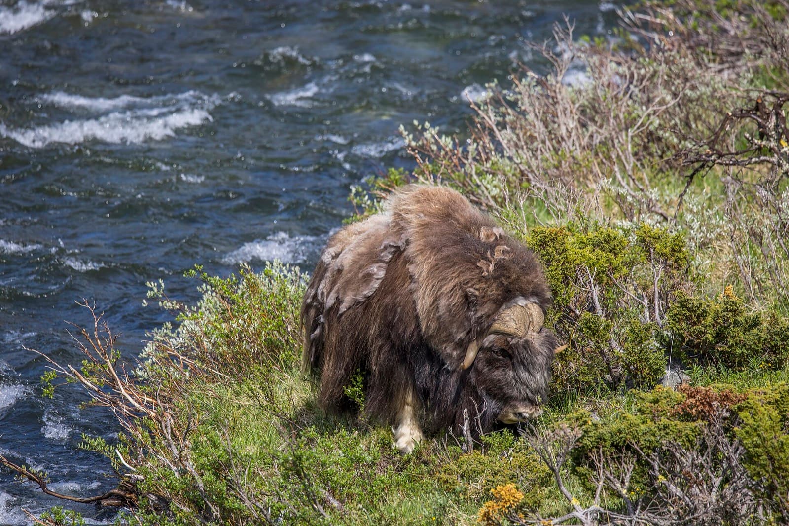 Musk ox grazing beside a river