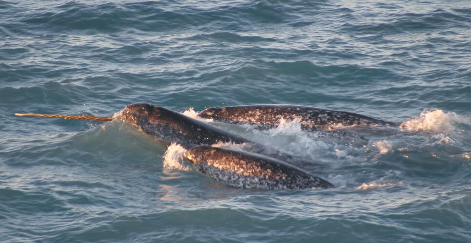 Narwhals breaching in icy waters