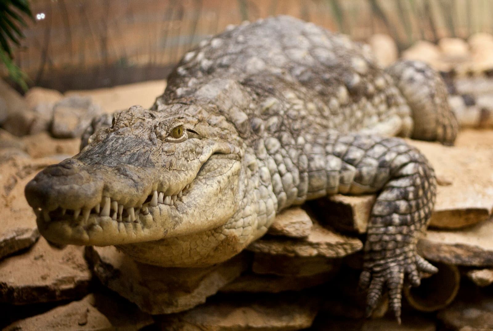 Nile crocodile facing forward with jaws slightly open