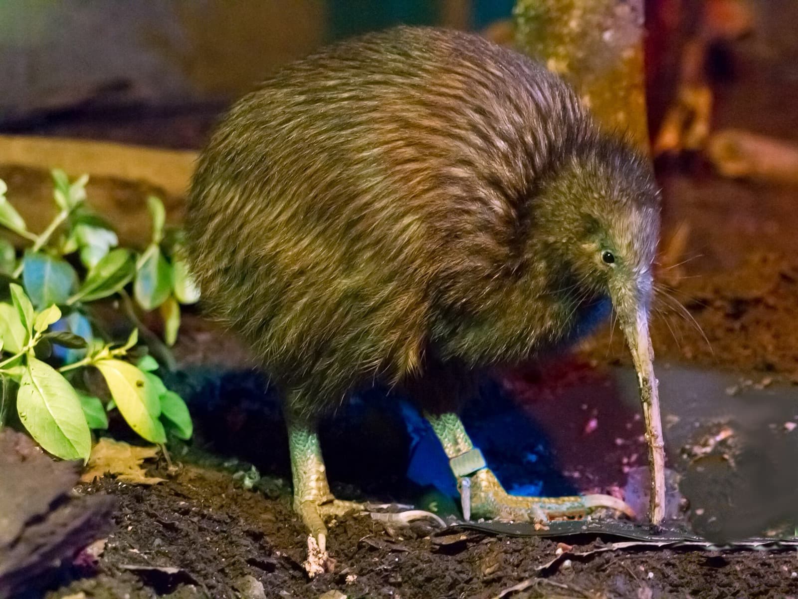 North Island Brown Kiwi foraging with its long bill