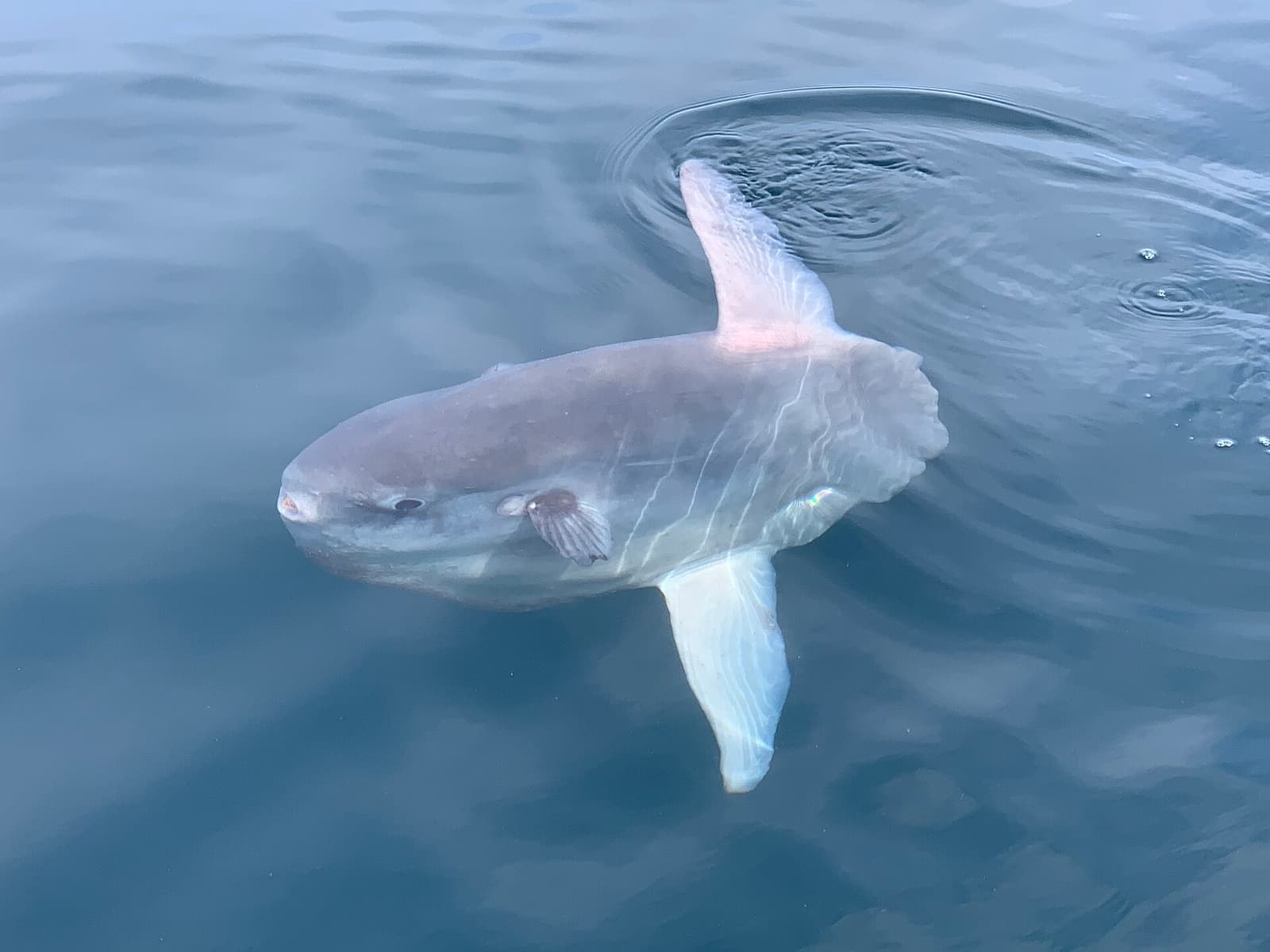 Ocean sunfish basking sideways at the water's surface