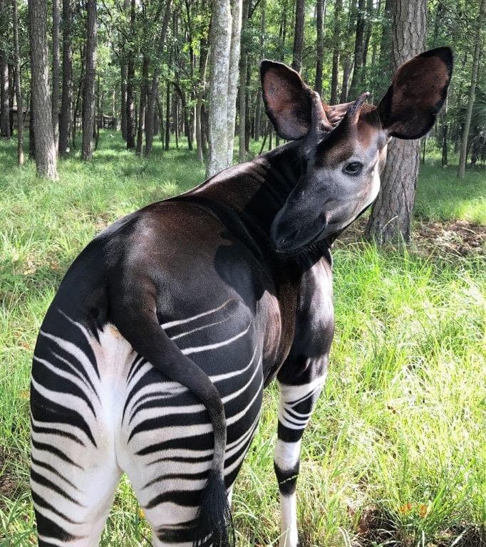 Okapi showing zebra-striped hindquarters