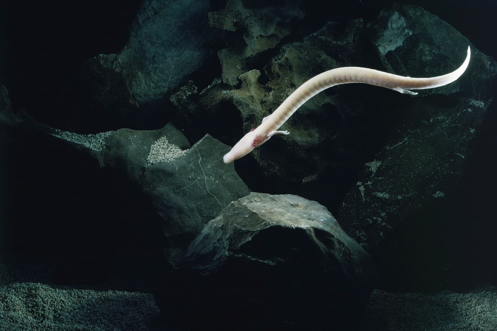 Pale, blind olm salamander swimming in a dark cave pool
