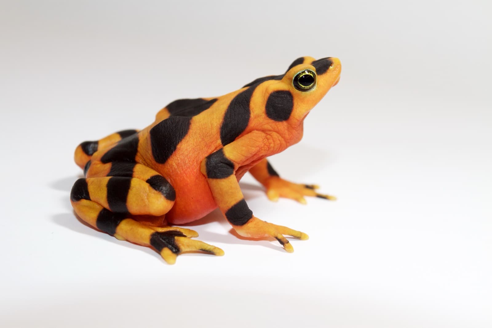 Panamanian golden frog with orange and black banded pattern