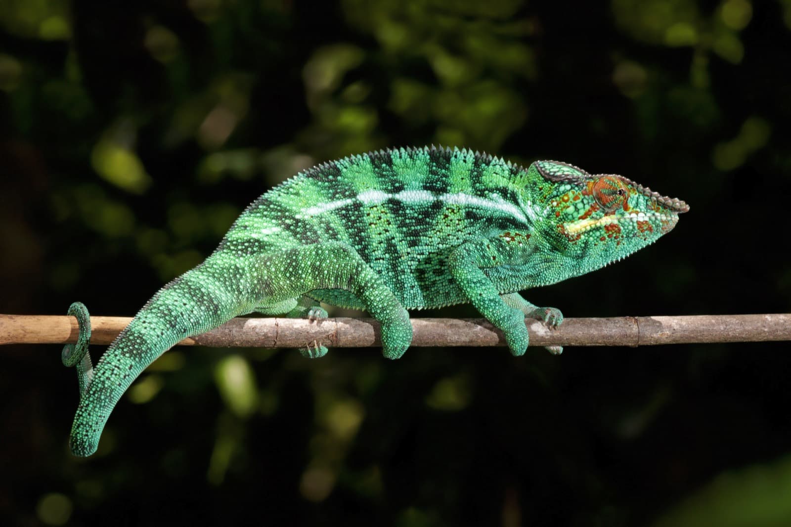 Male panther chameleon gripping a branch, showing vivid color pattern