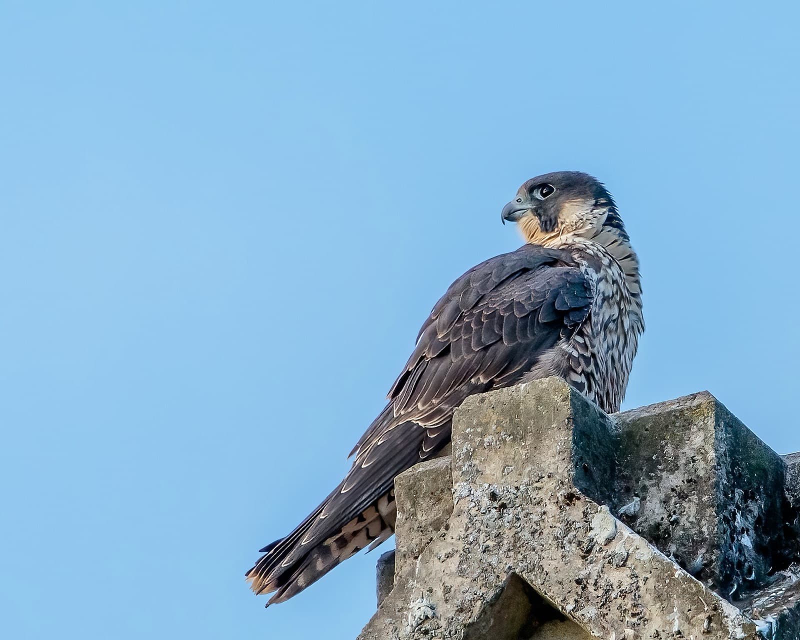 Peregrine falcon perched portrait
