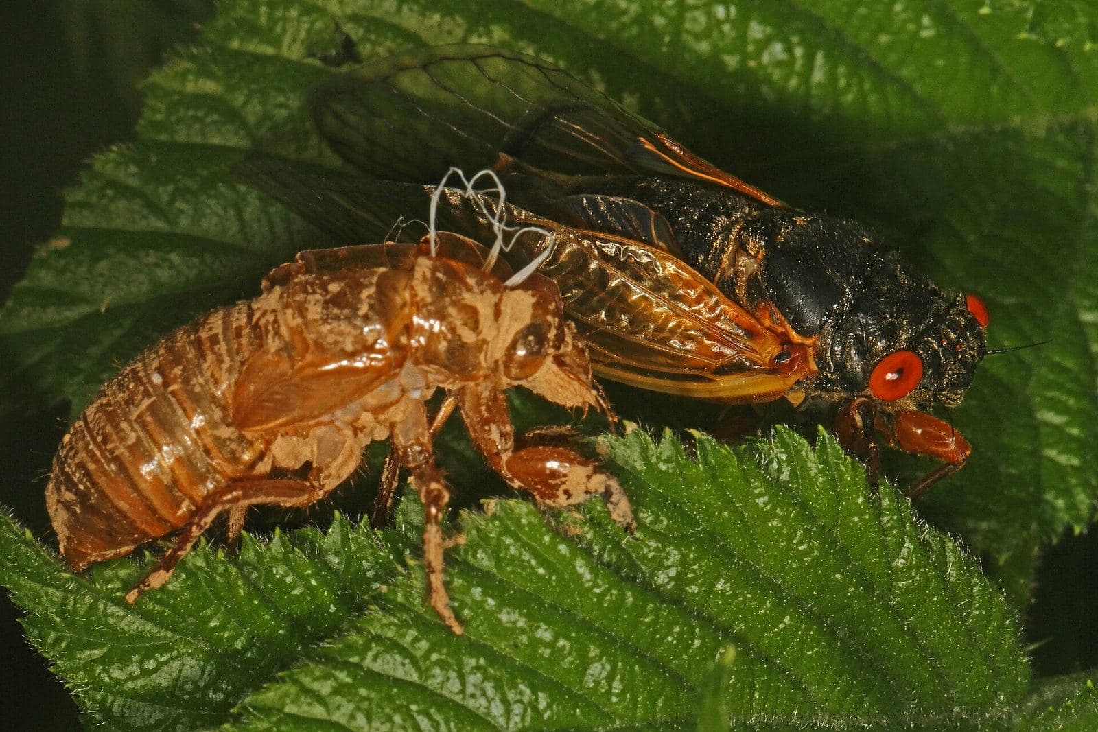 Freshly emerged periodical cicada with red eyes beside its shed nymphal skin on a leaf