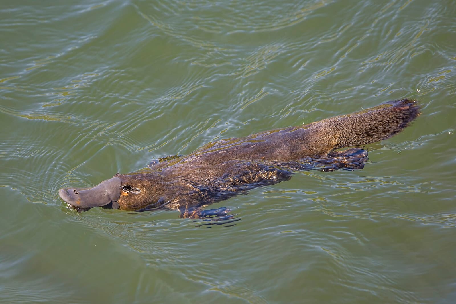Platypus swimming at the surface of a river