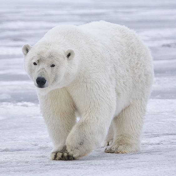 Polar bear walking on ice