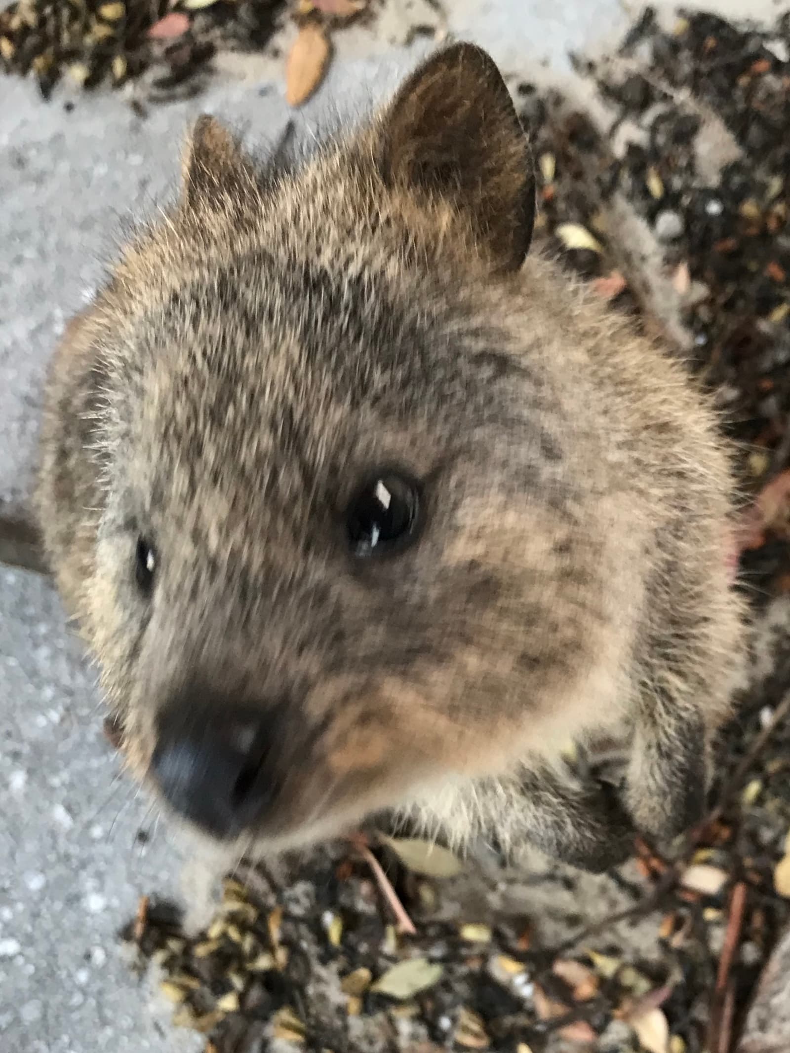 Quokka on Rottnest Island