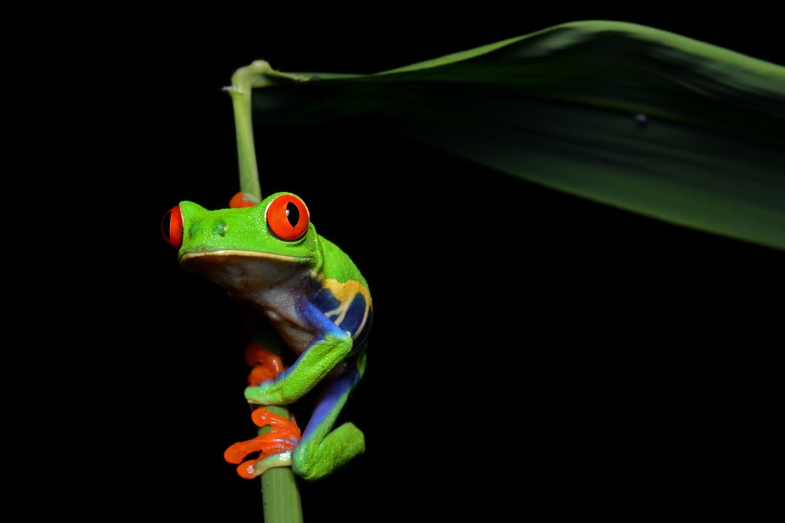 Red-eyed tree frog gripping a plant stem with a leaf overhead