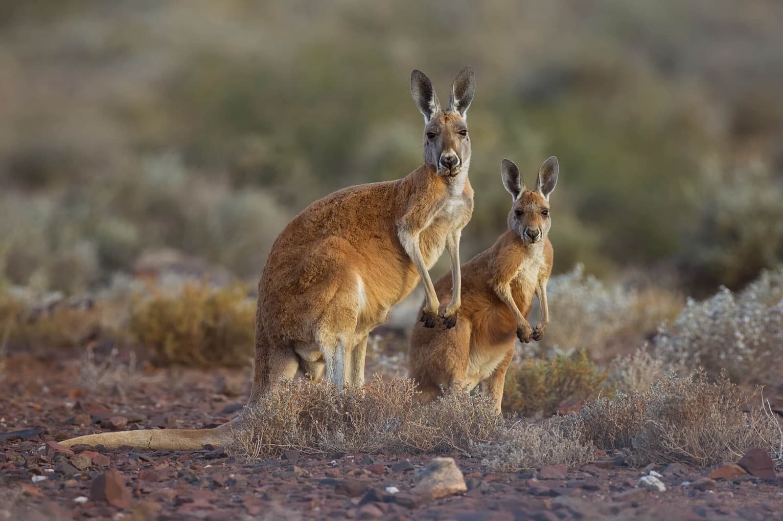 Adult and young red kangaroo in arid grassland