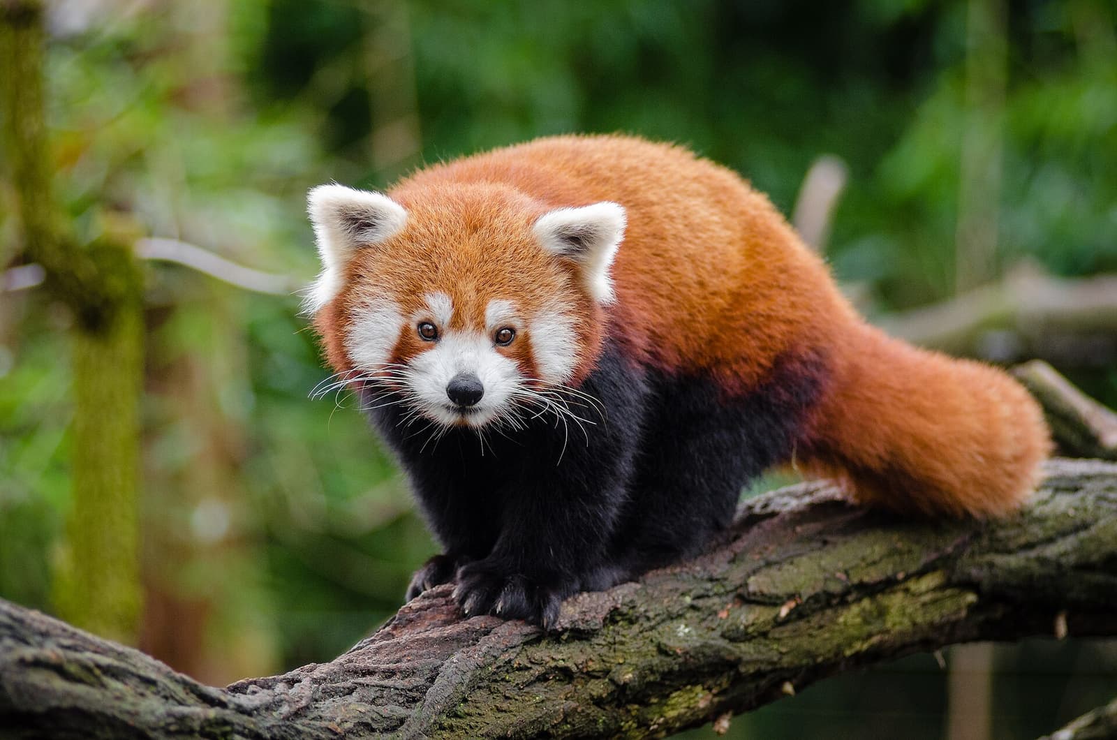 Red panda resting in a tree