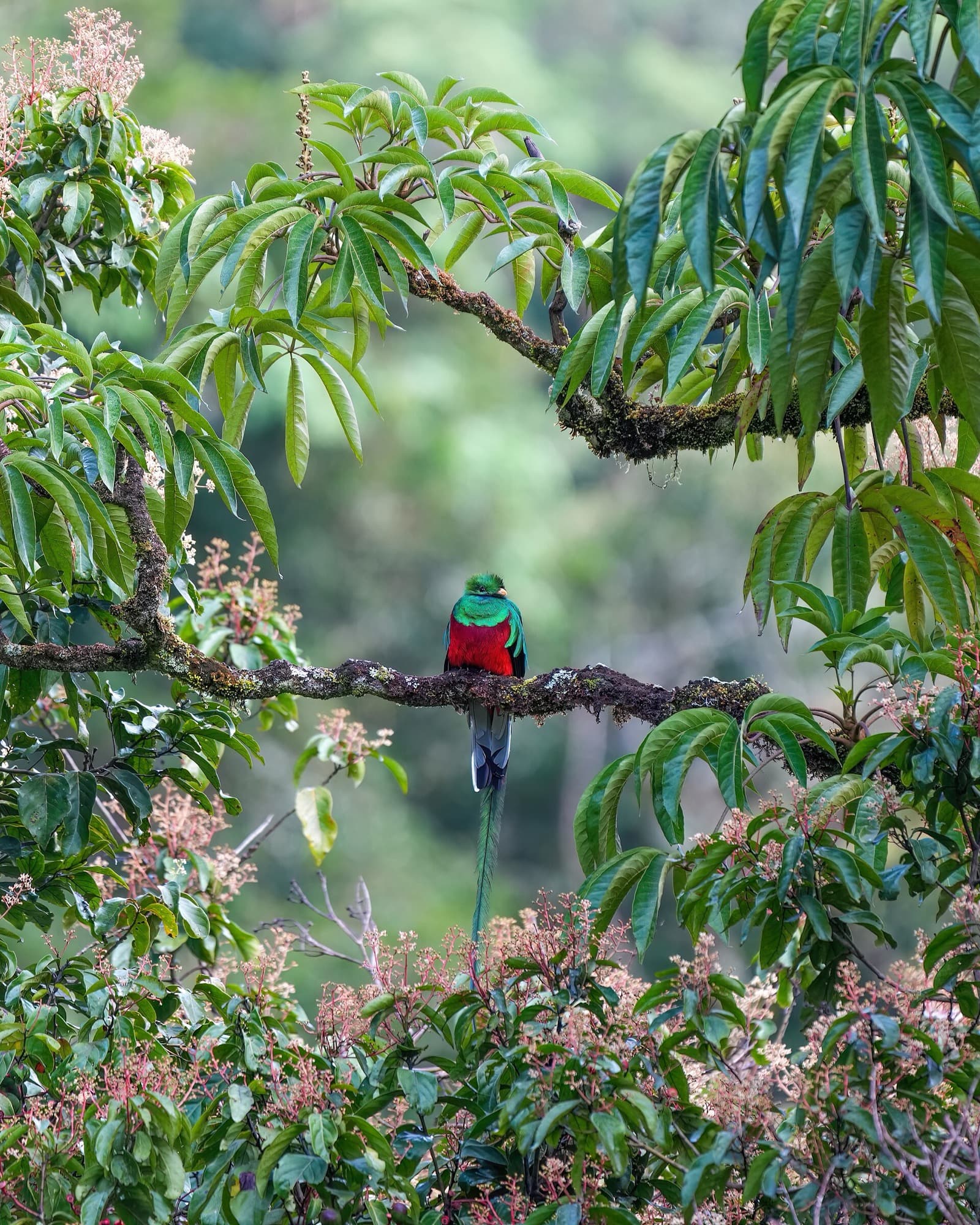 Resplendent Quetzal perched with long tail