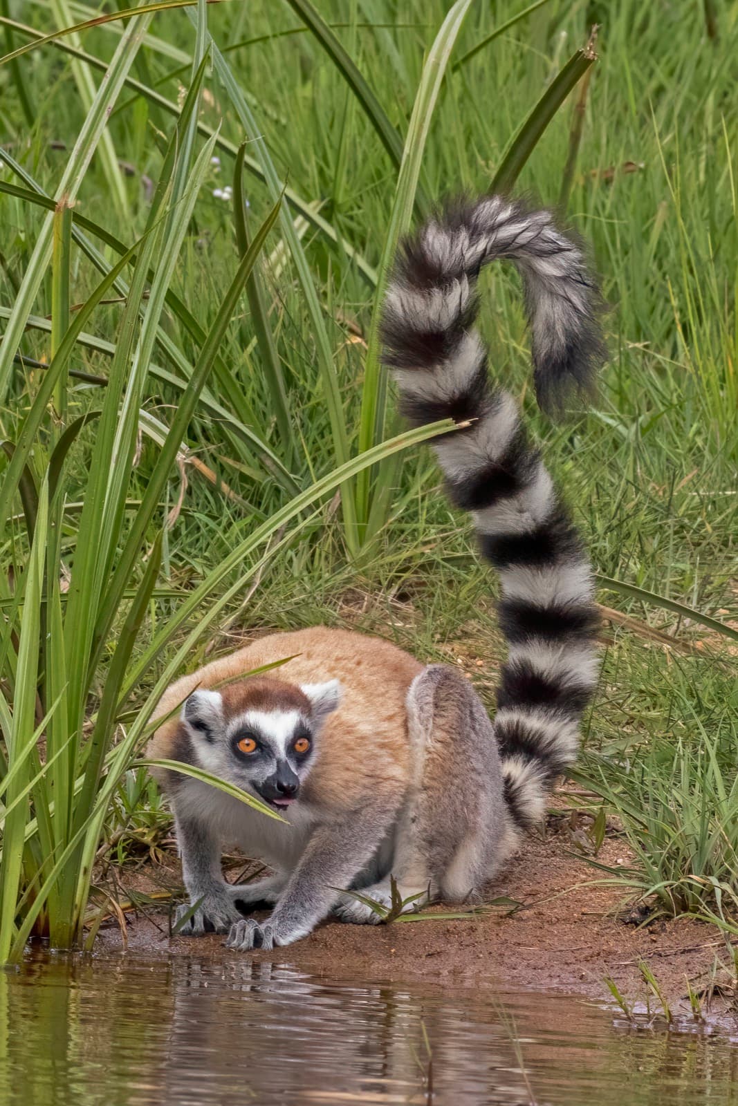 Ring-tailed lemur in sunbathing pose