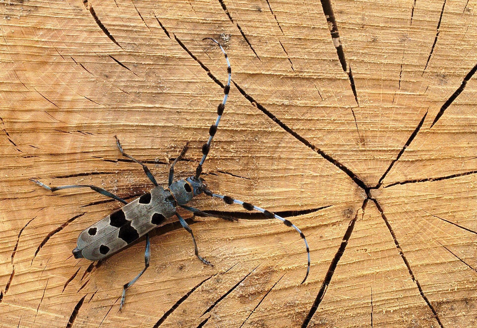 Blue-gray Rosalia longicorn beetle with long banded antennae resting on cut beech wood