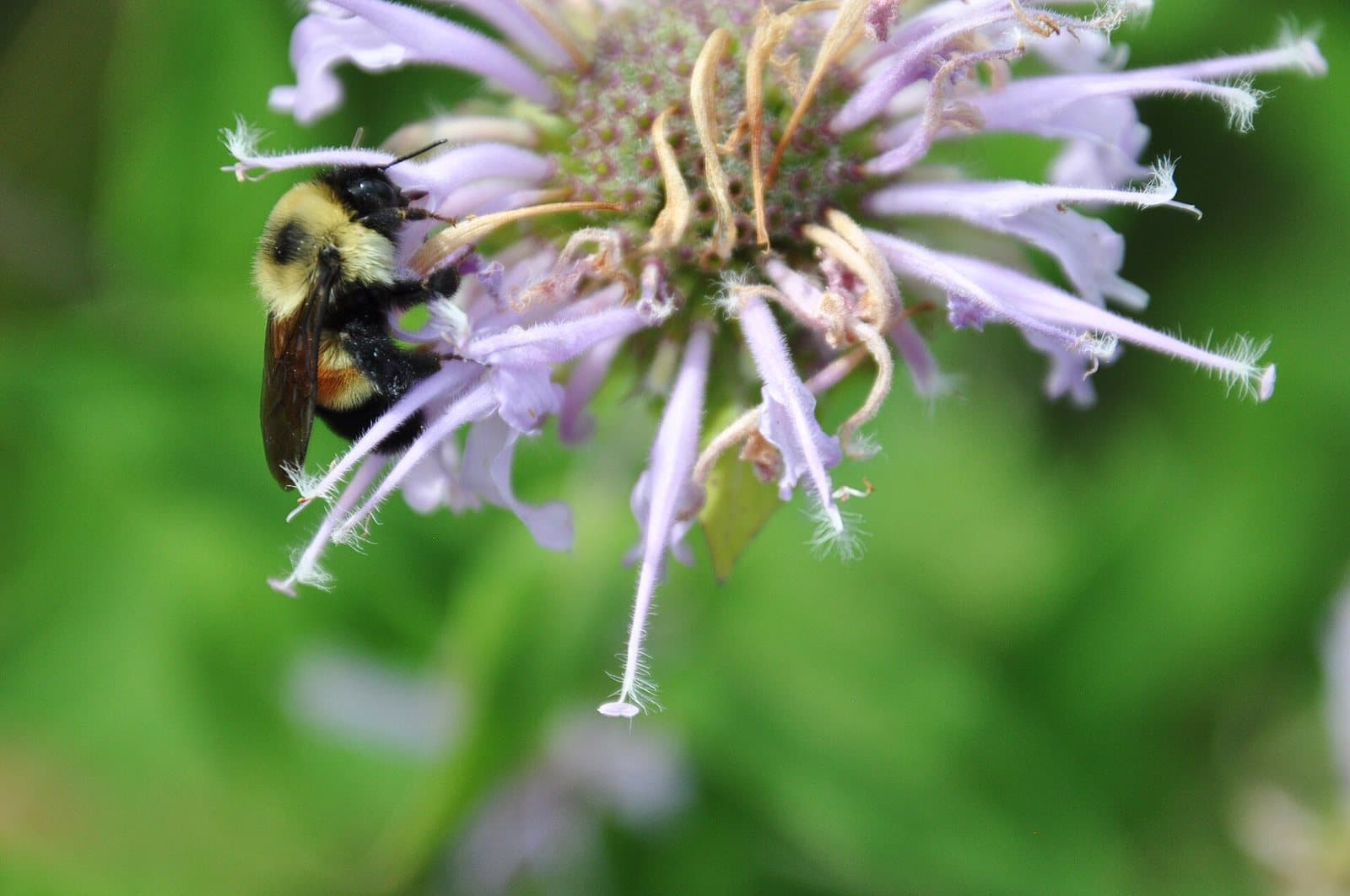 Rusty patched bumblebee with a rust-colored abdominal patch foraging on wild bergamot