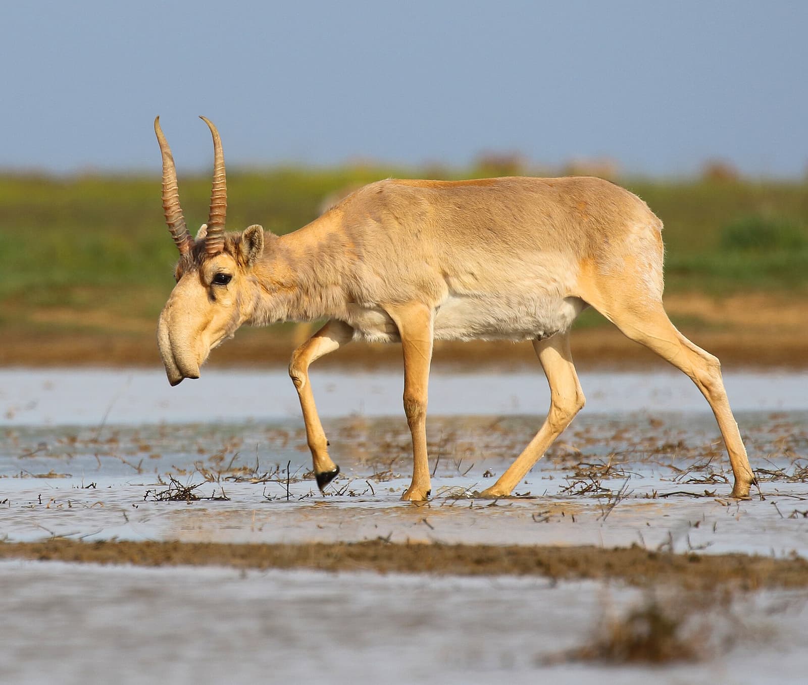 Saiga antelope male with horns