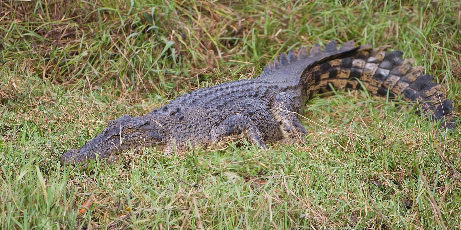 Saltwater crocodile resting in shallow river water