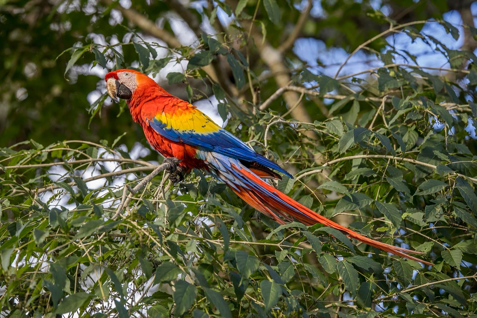Scarlet macaw perched in a tree with vivid red, yellow, and blue plumage