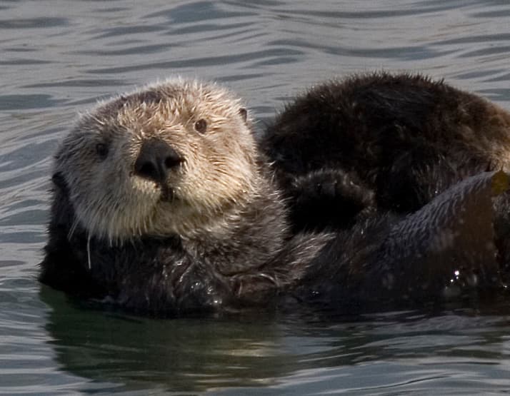 Sea otter floating on water