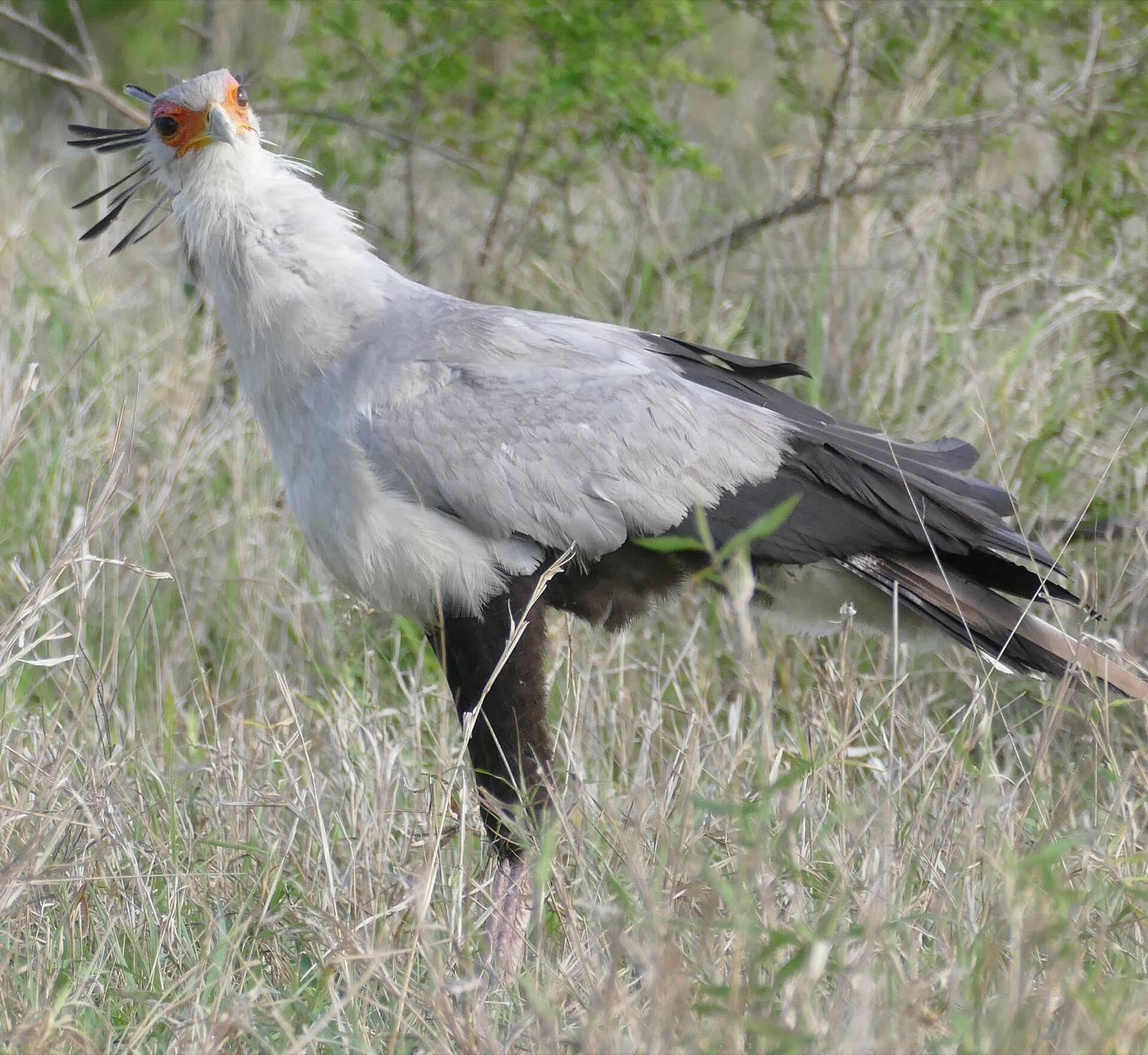 Secretarybird standing upright in tall grass