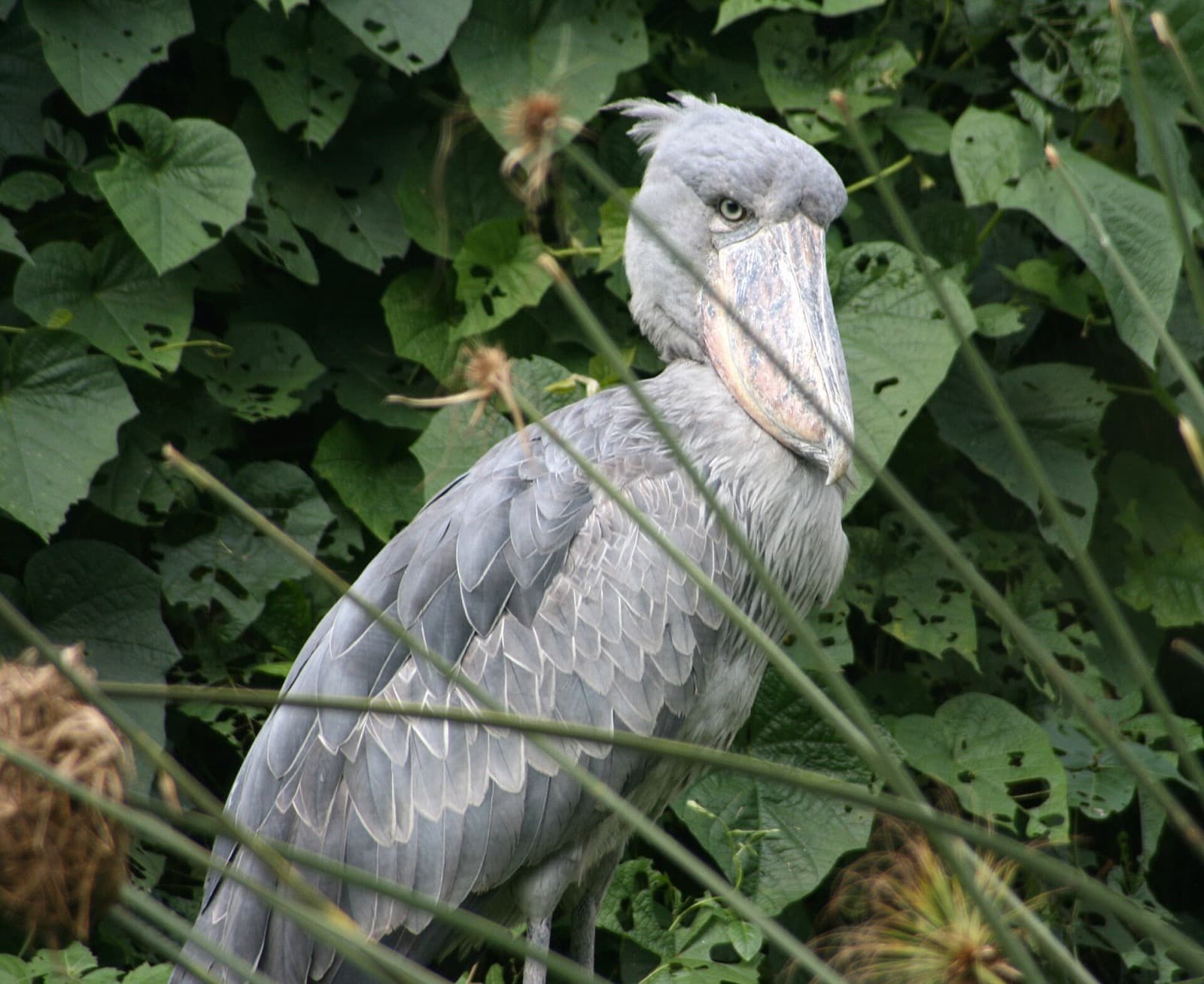 Shoebill close-up portrait