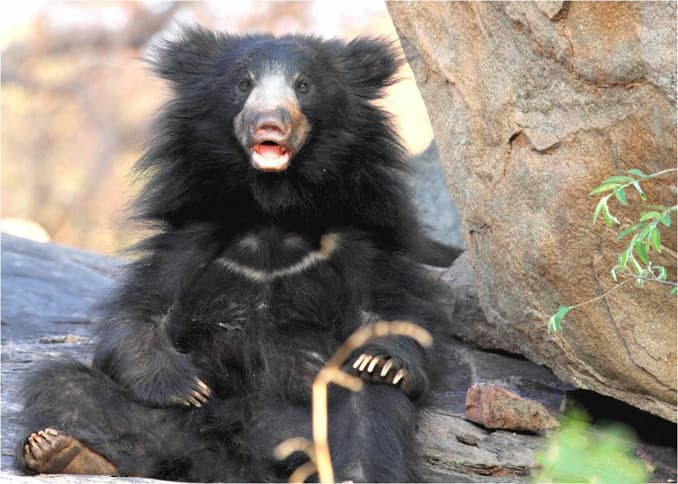 Sloth bear at Daroji Sloth Bear Sanctuary