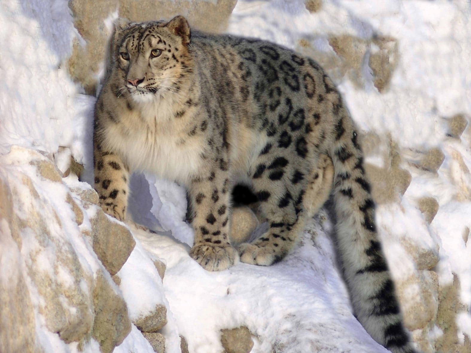 Snow leopard on mountain rocks
