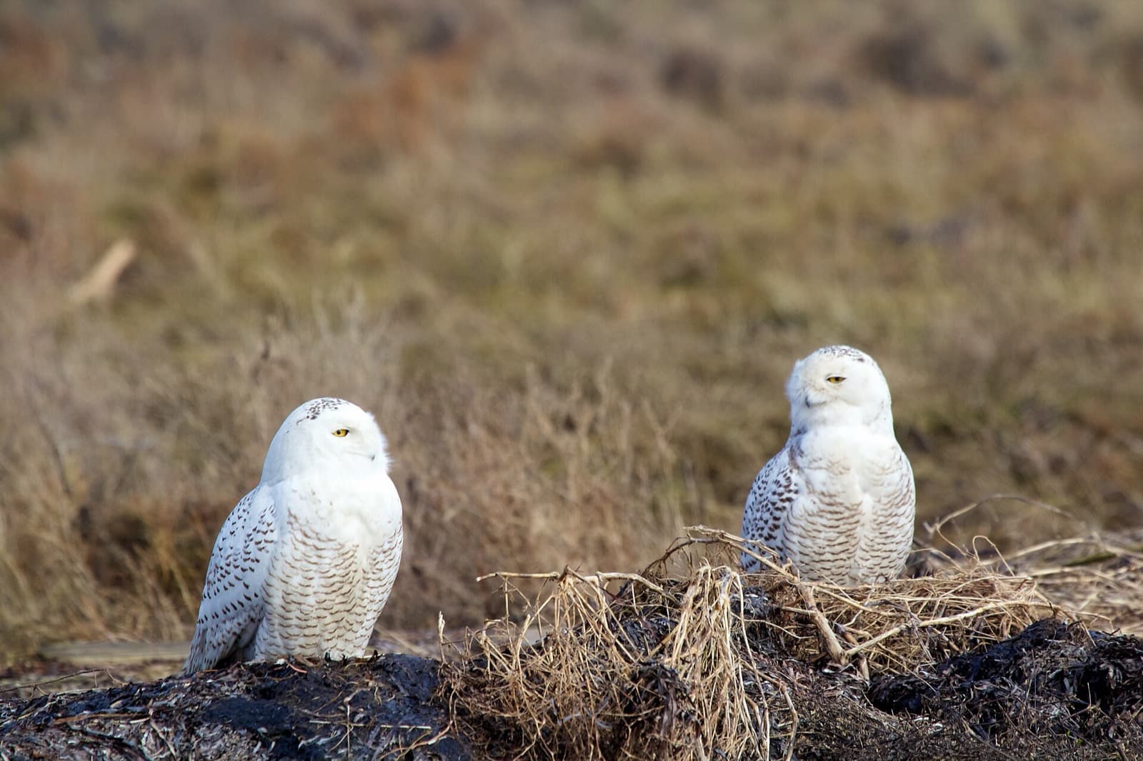 Snowy owls resting on the ground