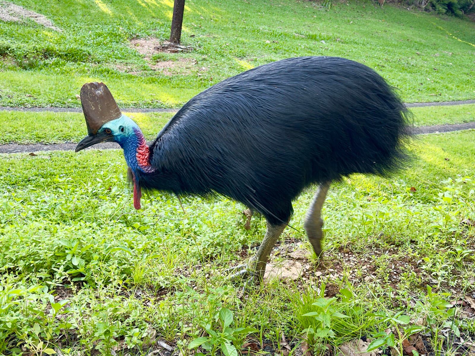 Southern cassowary walking across open grass