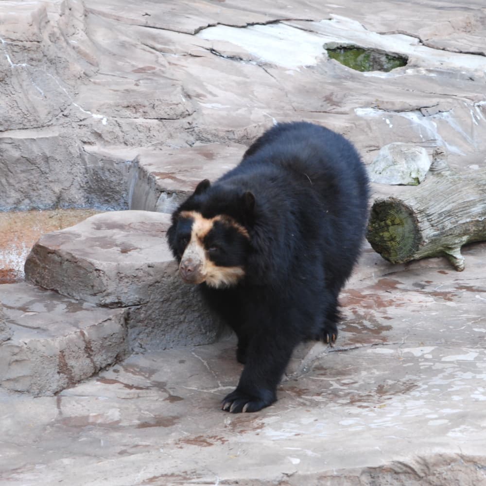 Spectacled bear in cloud forest vegetation