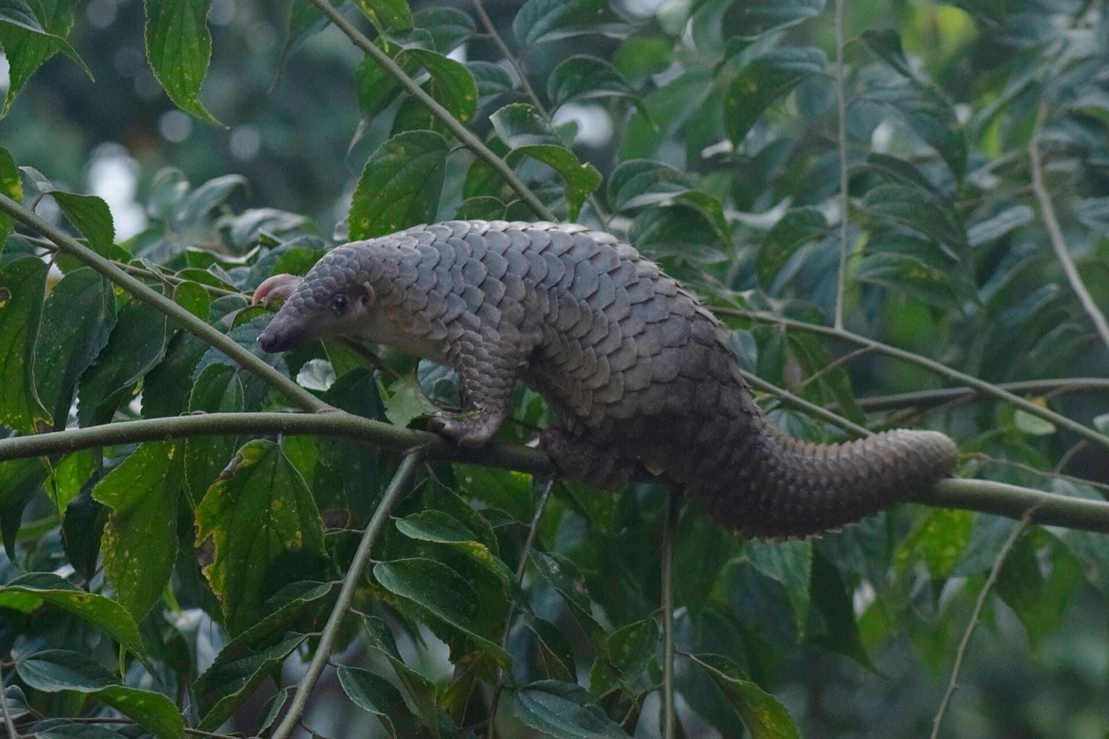 Sunda pangolin walking with scale armor