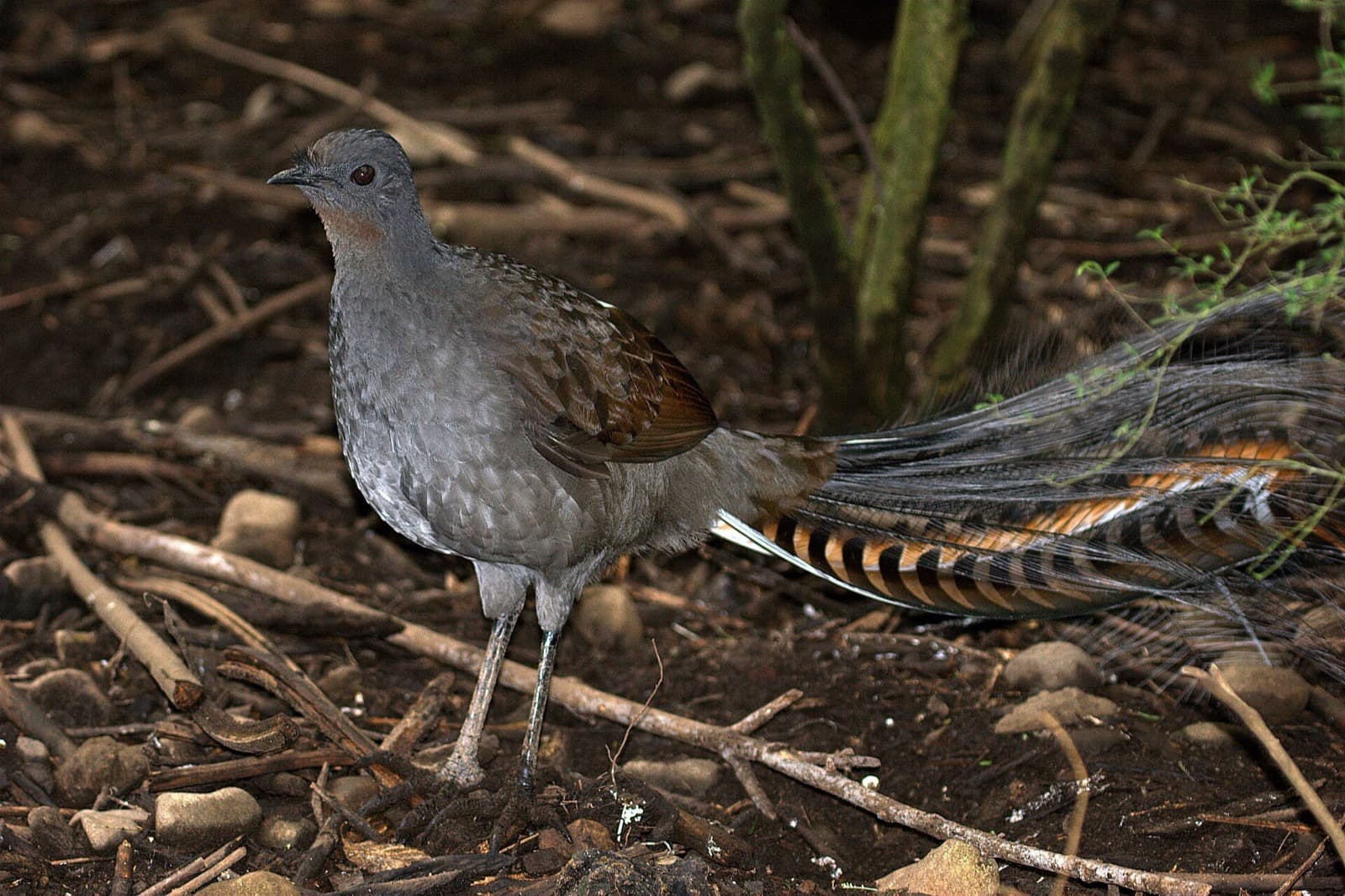 Superb lyrebird displaying its long tail feathers on the forest floor