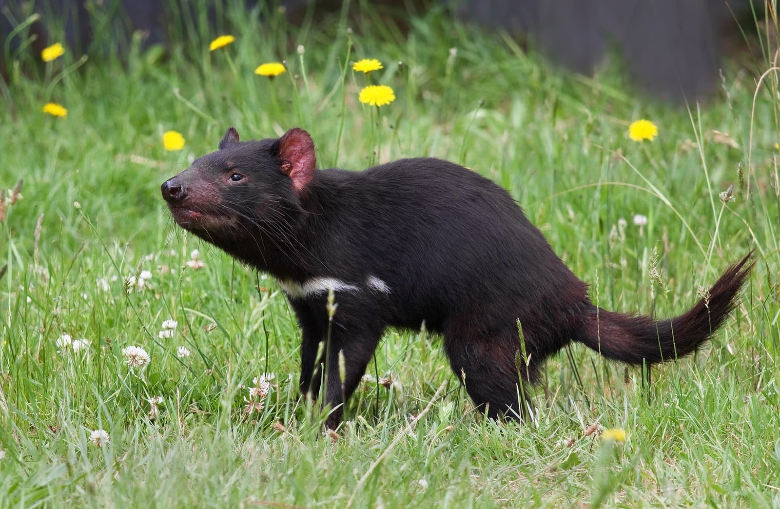 Tasmanian Devil standing on grass
