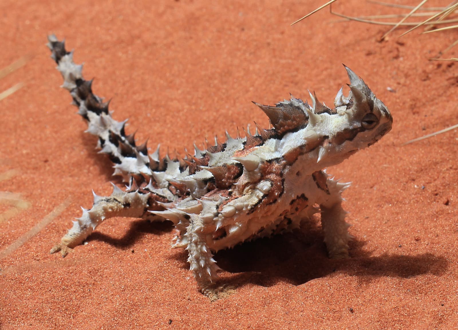 Thorny devil lizard on red desert sand