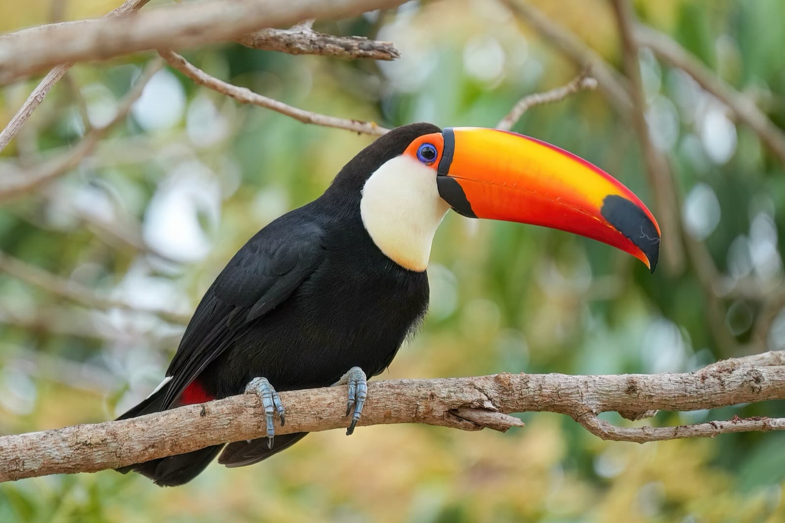 Toco toucan perched on a branch showing its large orange bill