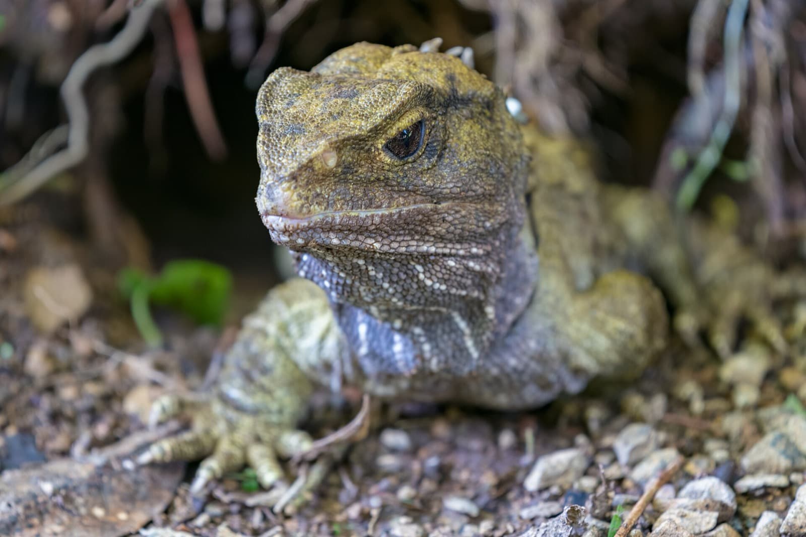 Close-up of a tuatara peering out from its burrow