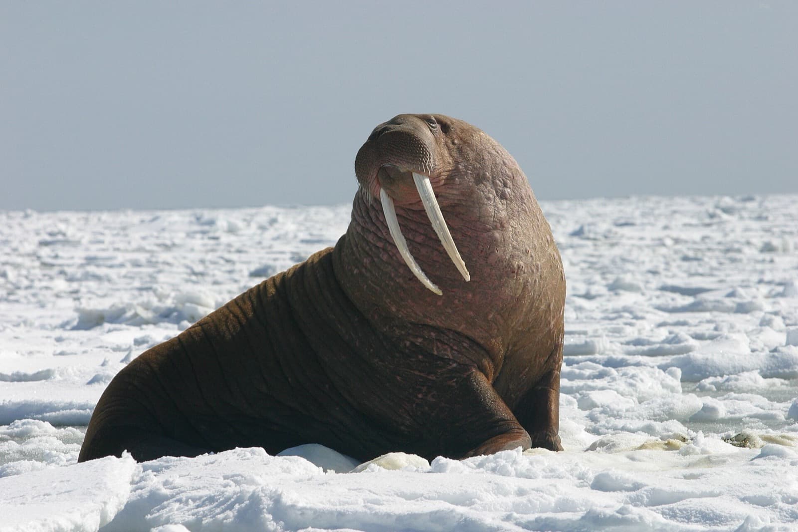 Walrus on ice floe