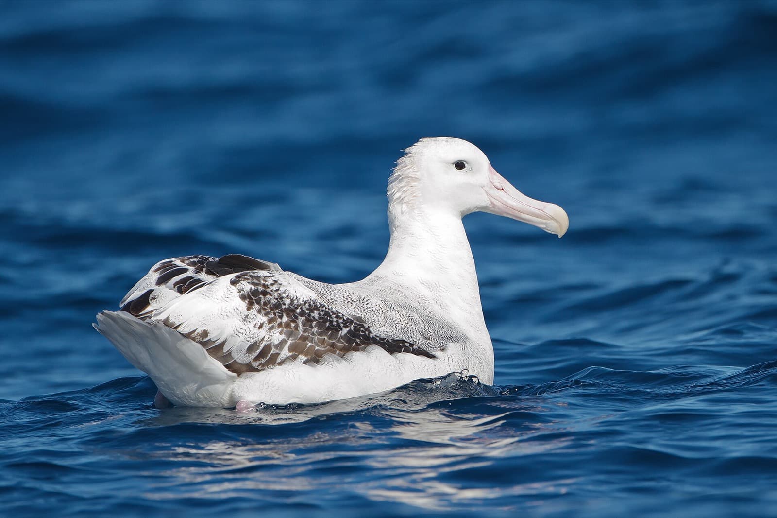Wandering albatross floating on the ocean surface
