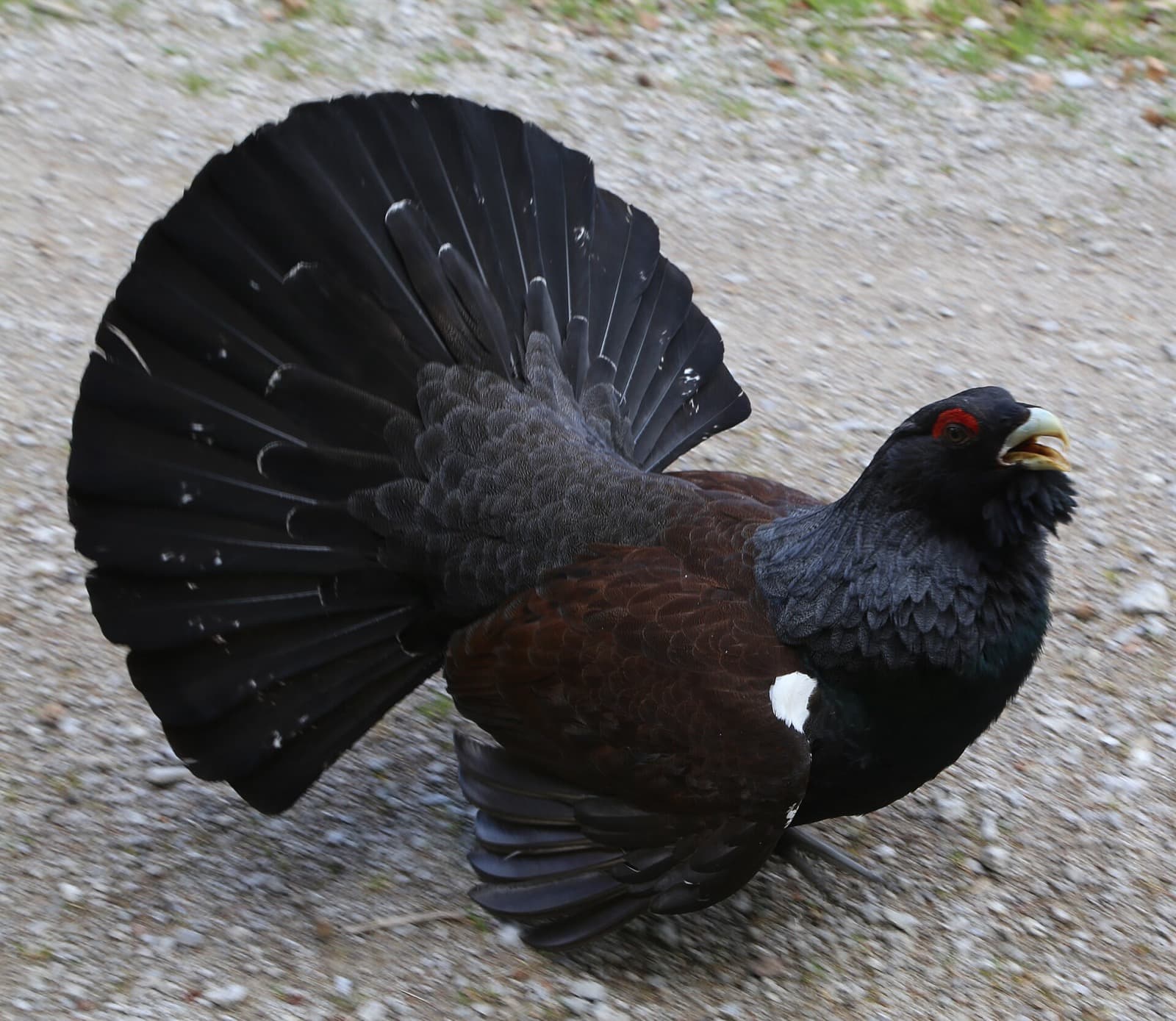 Western Capercaillie cock displaying