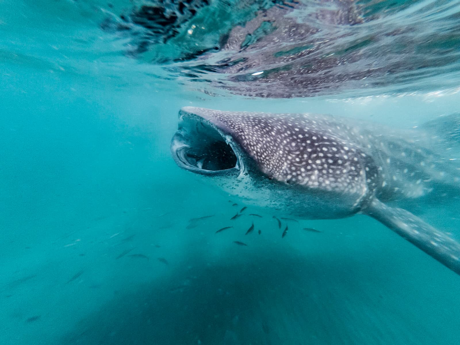 Whale shark feeding near the surface with its mouth open, surrounded by small fish