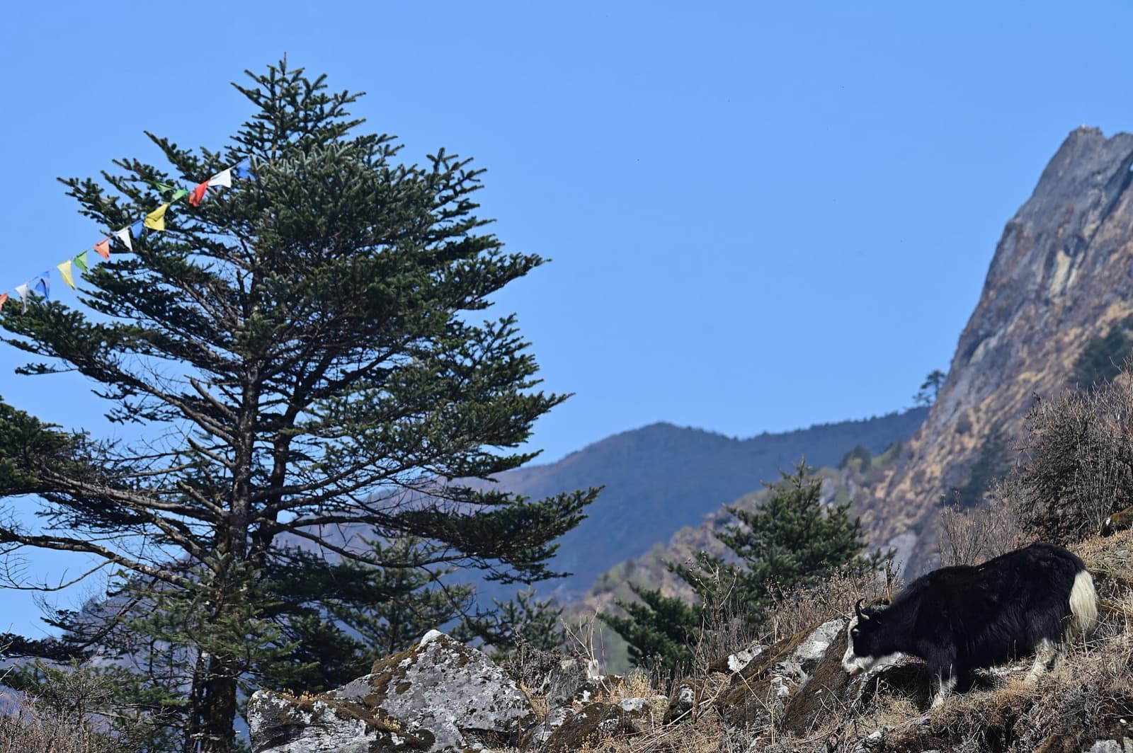 Wild yak on high alpine plateau