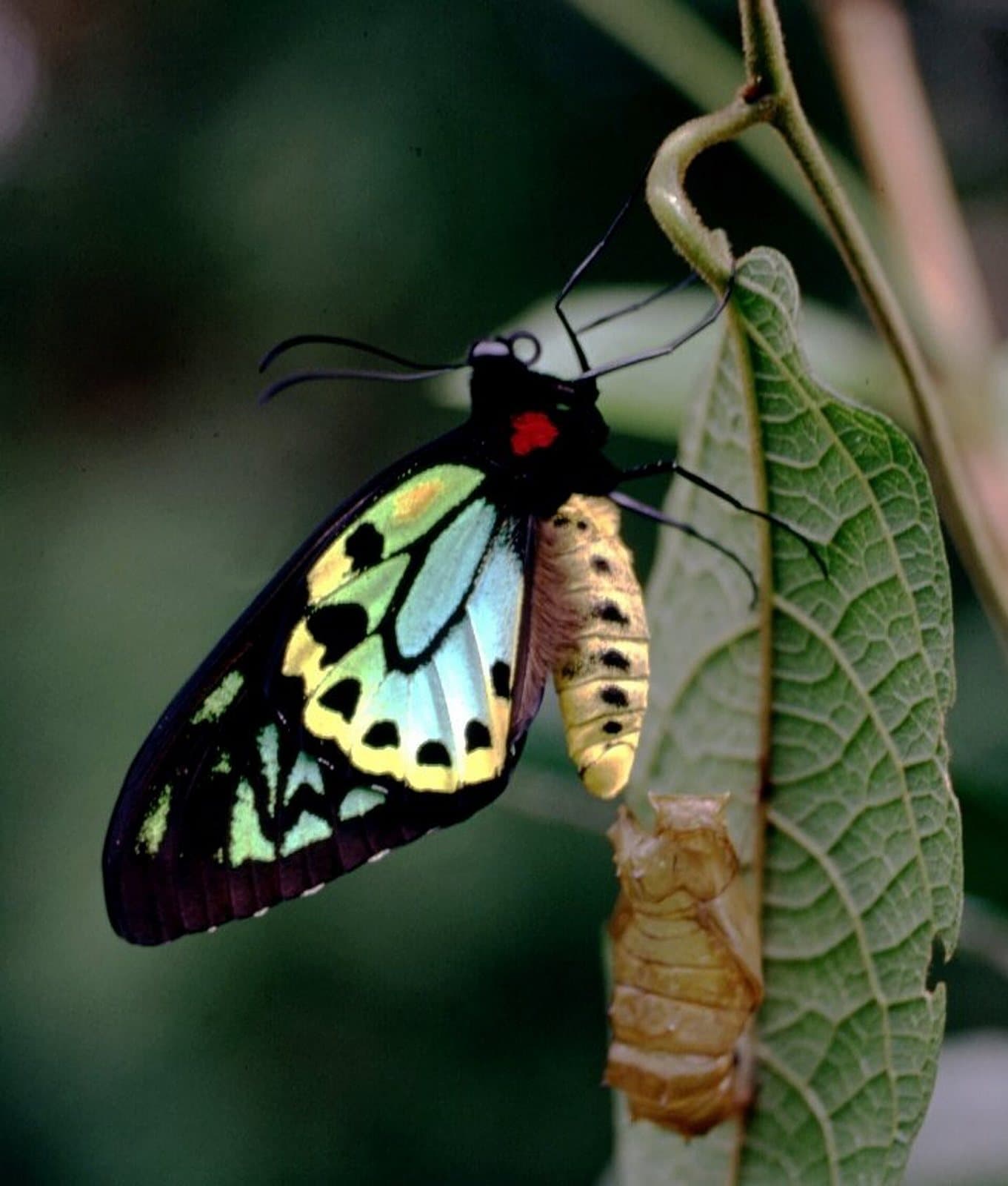 Freshly emerged Richmond birdwing butterfly with iridescent green wings beside its empty chrysalis